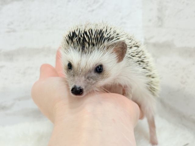 ハリネズミ（ヨツユビハリネズミ）