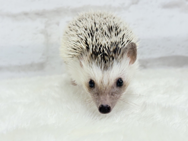 ハリネズミ（ヨツユビハリネズミ）