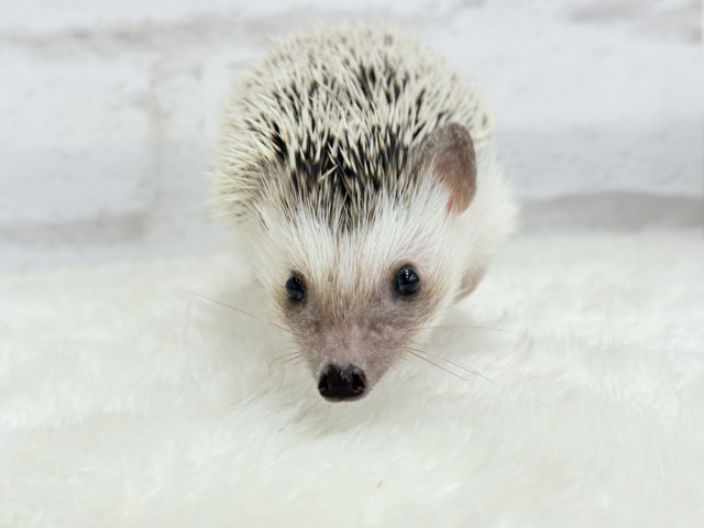 ハリネズミ（ヨツユビハリネズミ）