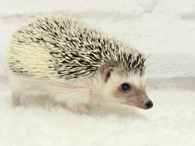 ハリネズミ（ヨツユビハリネズミ）