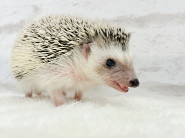 ハリネズミ（ヨツユビハリネズミ）