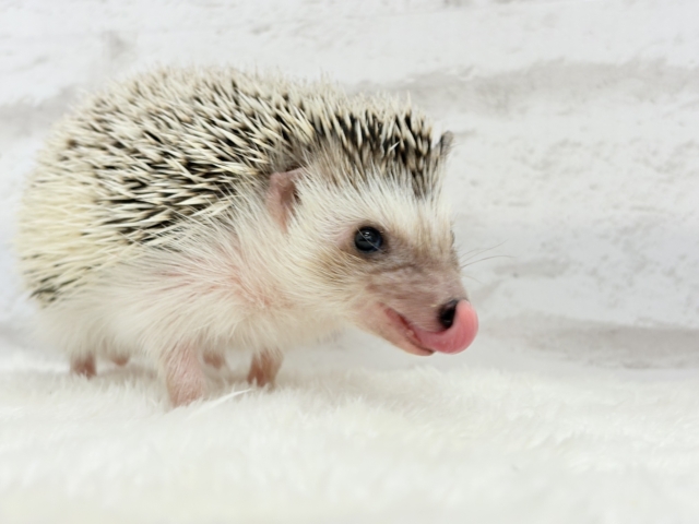 ハリネズミ（ヨツユビハリネズミ）