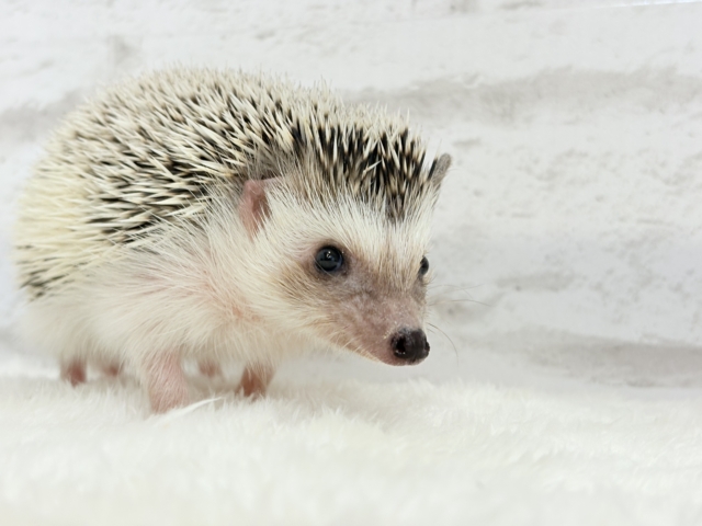 ハリネズミ（ヨツユビハリネズミ）