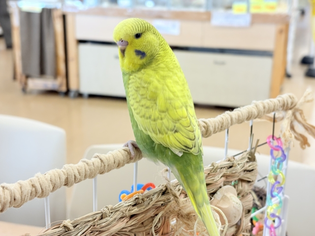 ジャンボセキセイインコ