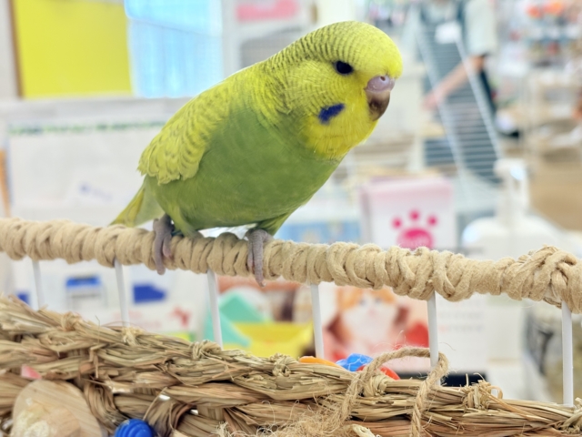 ジャンボセキセイインコ