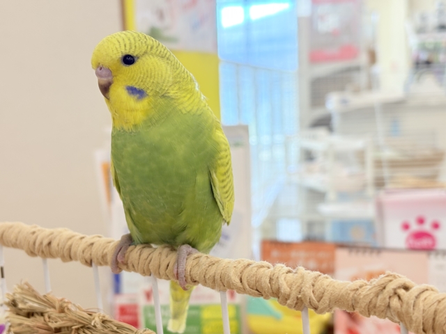 ジャンボセキセイインコ