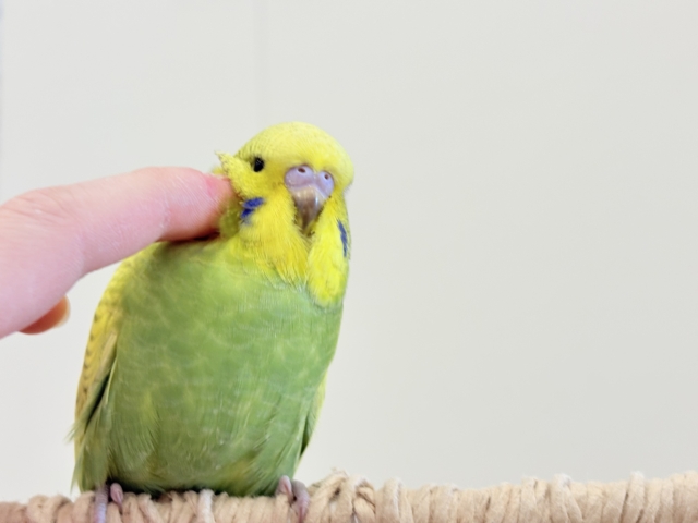 ジャンボセキセイインコ