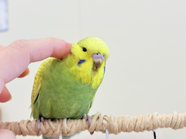 ジャンボセキセイインコ