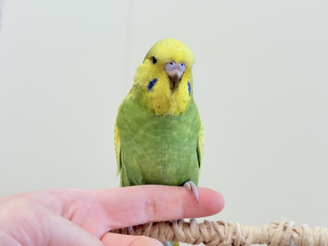 ジャンボセキセイインコ