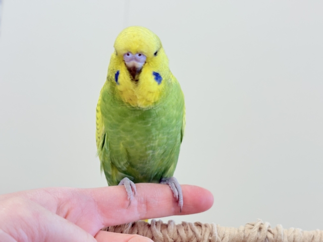 ジャンボセキセイインコ