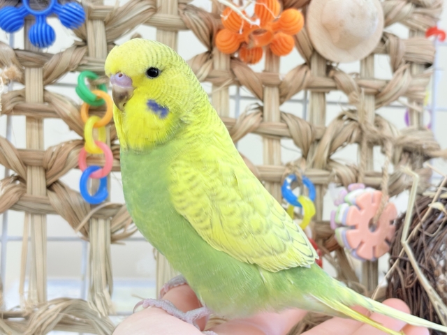 ジャンボセキセイインコ