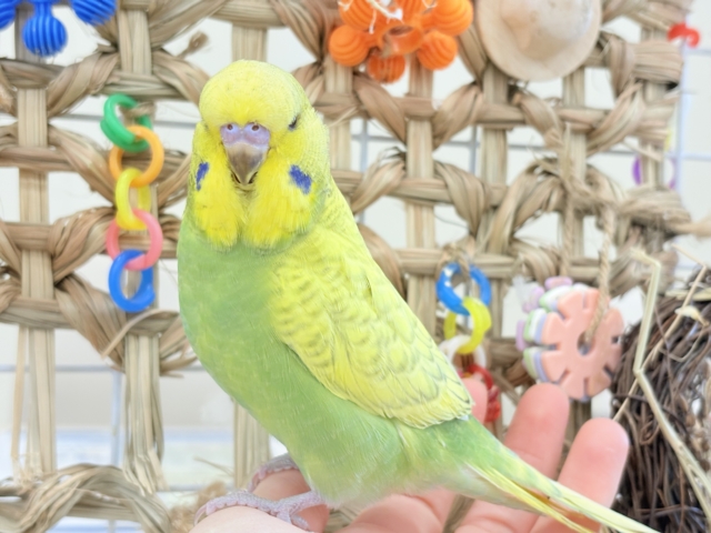 ジャンボセキセイインコ