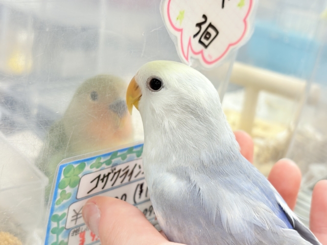 コザクラインコ（小桜インコ）