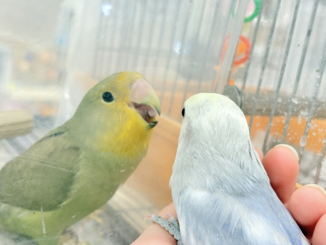 コザクラインコ（小桜インコ）