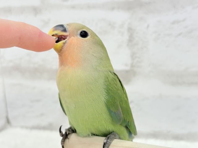 コザクラインコ（小桜インコ）