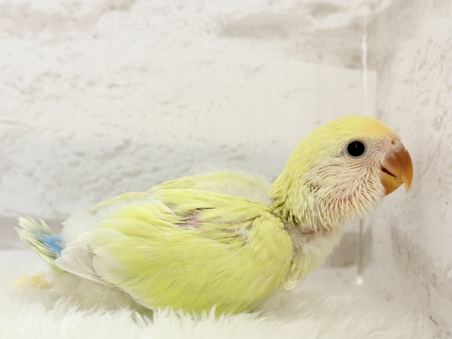 コザクラインコ（小桜インコ）