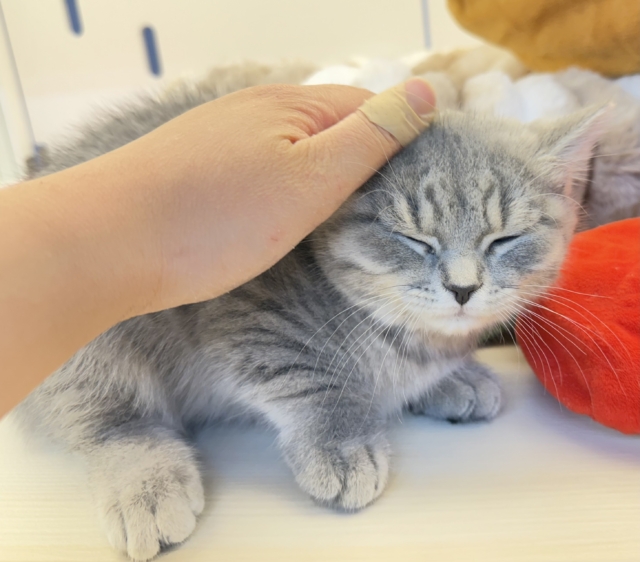 スコティッシュフォールド