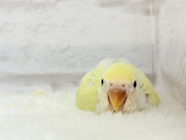 コザクラインコ（小桜インコ）