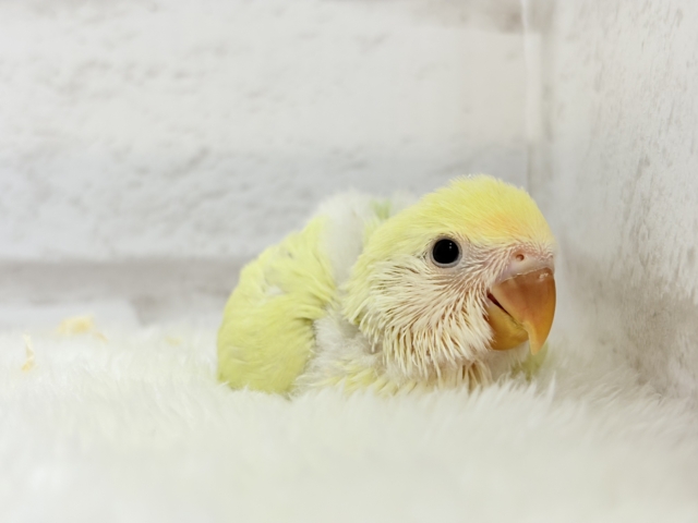 コザクラインコ（小桜インコ）