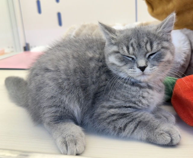 スコティッシュフォールド