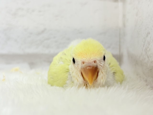 コザクラインコ（小桜インコ）