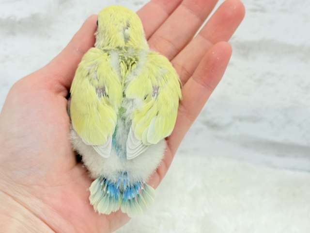 コザクラインコ（小桜インコ）