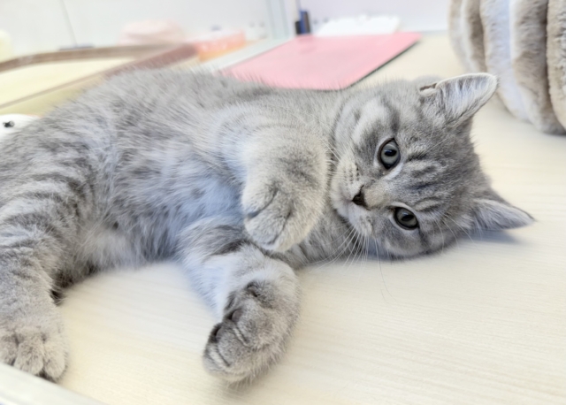 スコティッシュフォールド