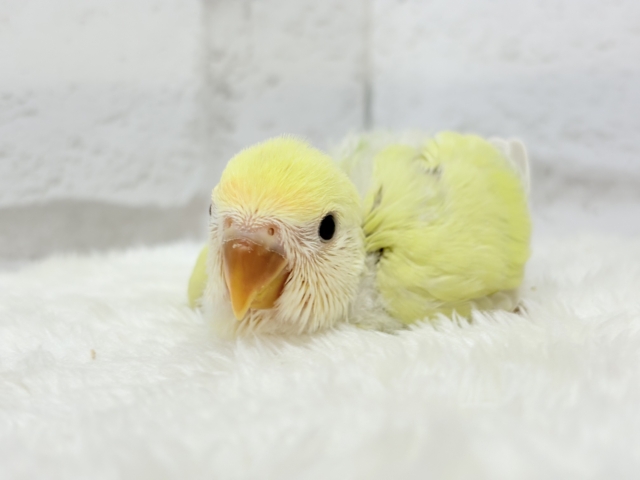 コザクラインコ（小桜インコ）