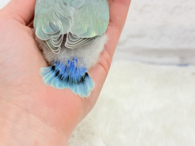 コザクラインコ（小桜インコ）