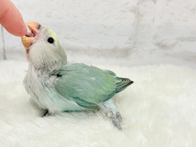 コザクラインコ（小桜インコ）