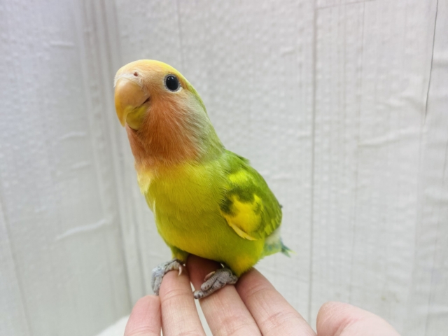 コザクラインコ（小桜インコ）