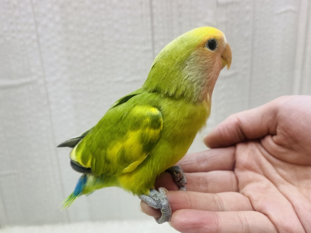 コザクラインコ（小桜インコ）