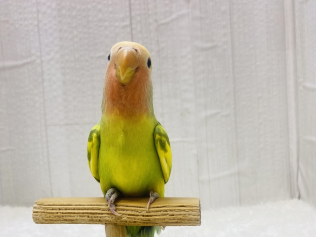 コザクラインコ（小桜インコ）