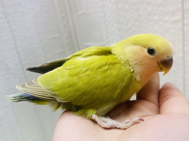 コザクラインコ（小桜インコ）