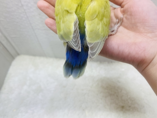 コザクラインコ（小桜インコ）