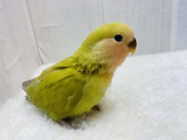 コザクラインコ（小桜インコ）