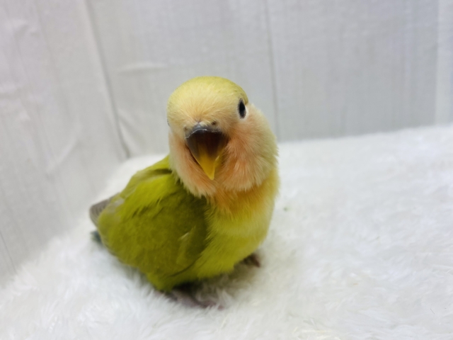 コザクラインコ（小桜インコ）