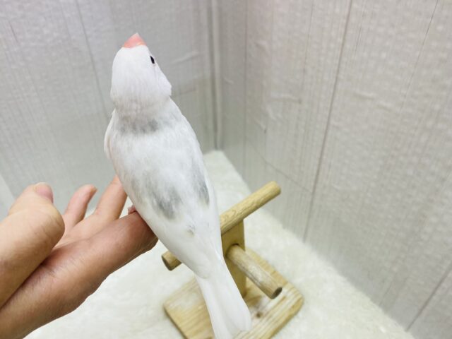 白文鳥