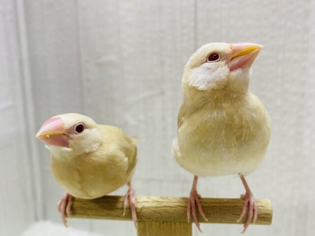 シナモン文鳥