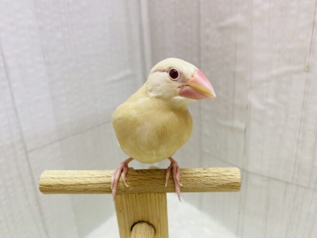 シナモン文鳥