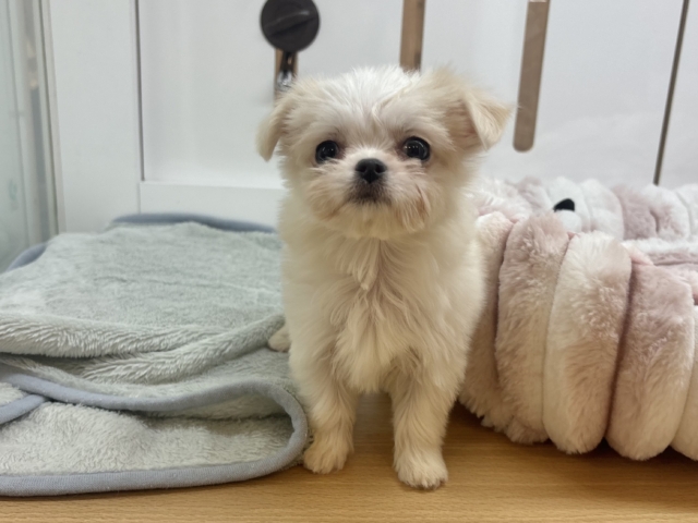 チワマル（マルチワ）