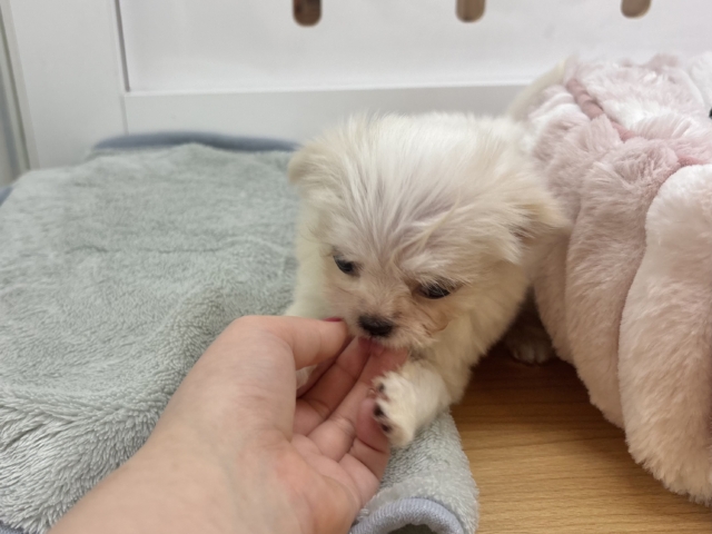 チワマル（マルチワ）