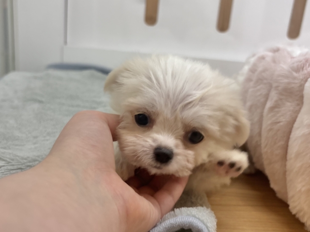 チワマル（マルチワ）