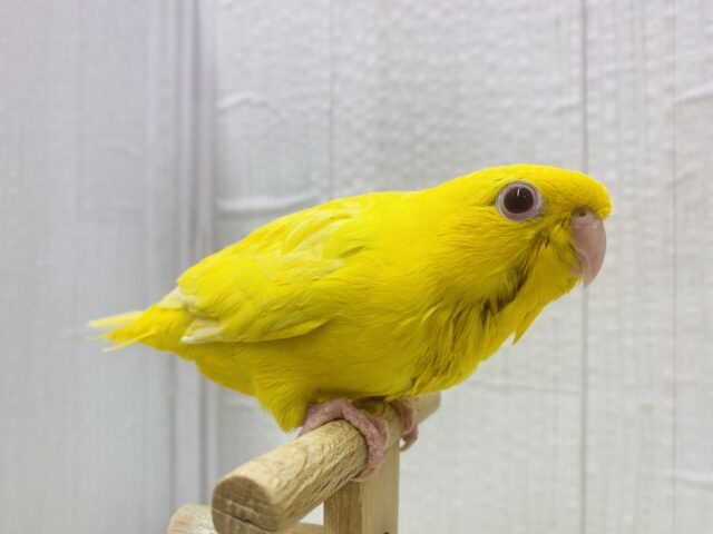 サザナミインコ