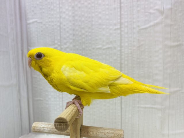 サザナミインコ