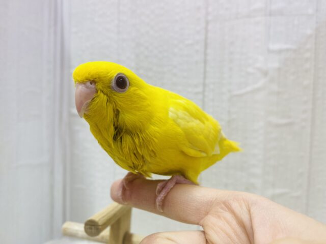 サザナミインコ