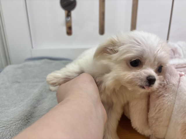 チワマル（マルチワ）