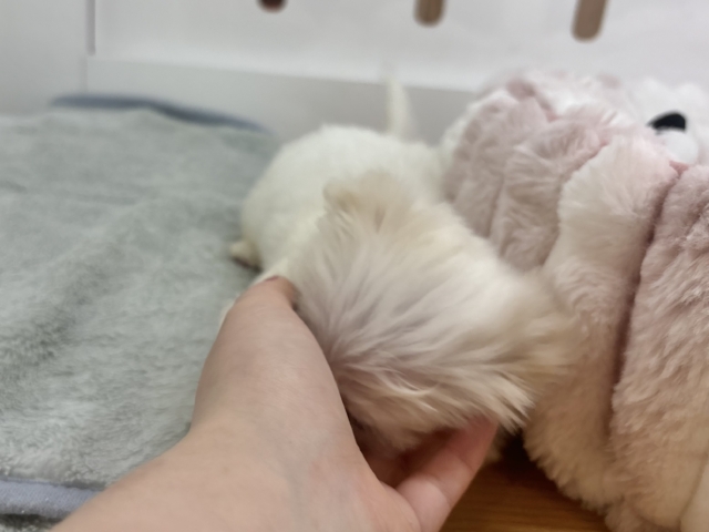 チワマル（マルチワ）