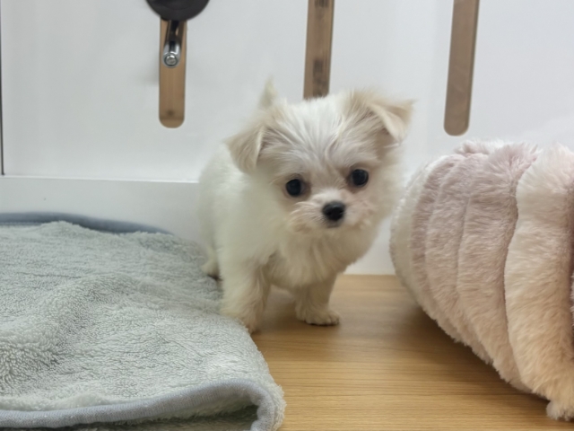 チワマル（マルチワ）