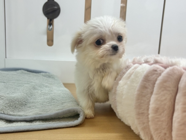 チワマル（マルチワ）